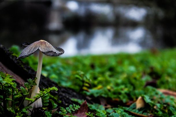 Foret Champignon