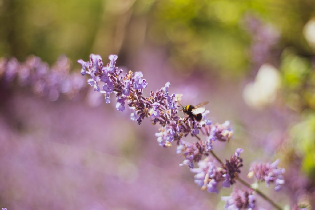 Jardin Rodez