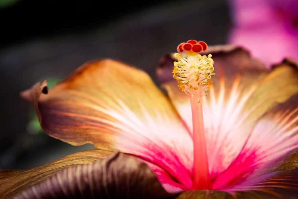 Martinique Jardin De Balat Fleur