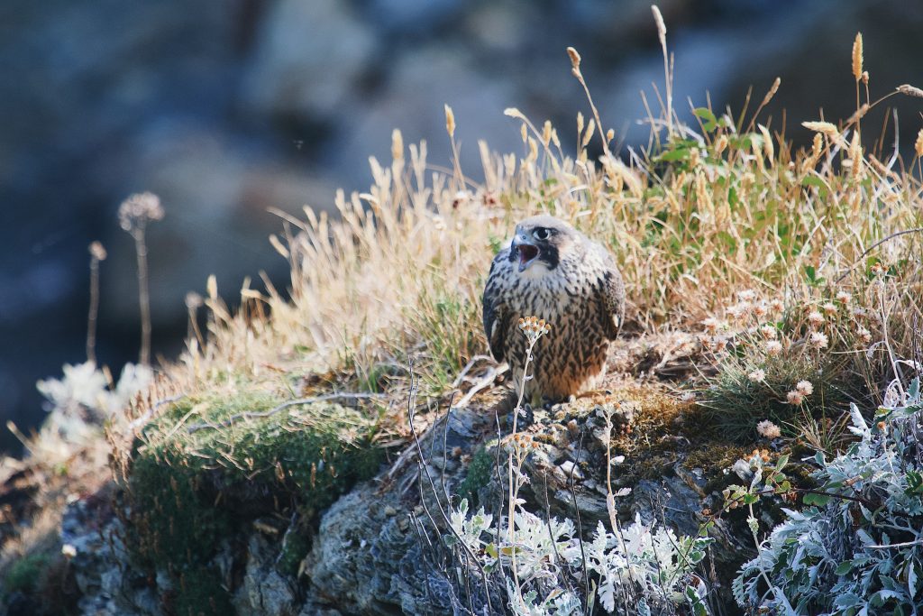 Oiseau Reserve Naturelle Sene