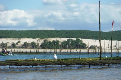 Bassin D Arcachon